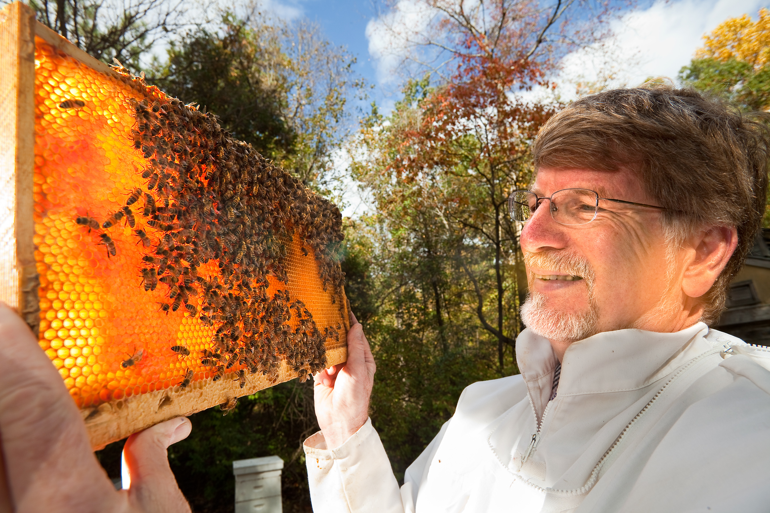 Page 1 of Inspecting honey-bee combs for colony collapse research